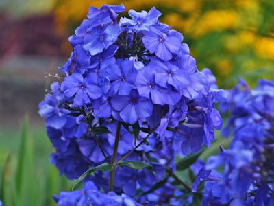GARDEN PHLOX, BLUE PARADISE, #1