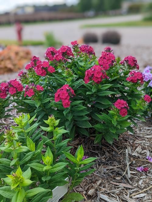 GARDEN PHLOX, CHERRY CRUSH, #1