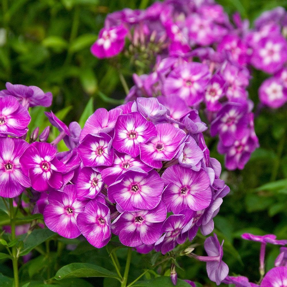 GARDEN PHLOX, LAURA, #1