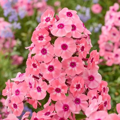 GARDEN PHLOX, LARISSA, #1
