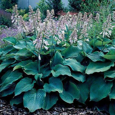 HOSTA, BLUE ANGEL, #1