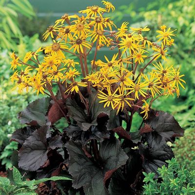 LIGULARIA, BRITT-MARIE, #2