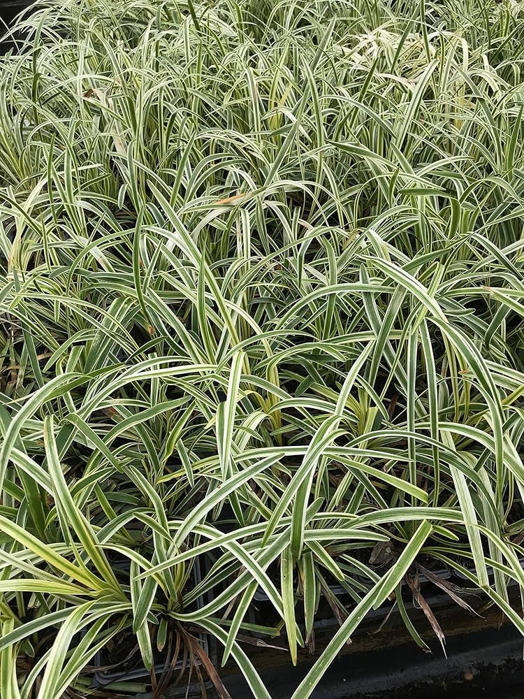 LIRIOPE, NO-MO, FLAT, 38 CELL