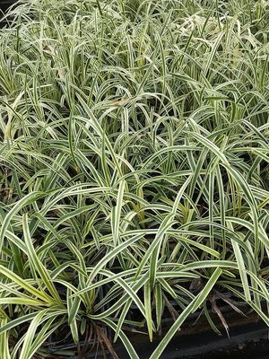 LIRIOPE, NO-MO, FLAT, 38 CELL