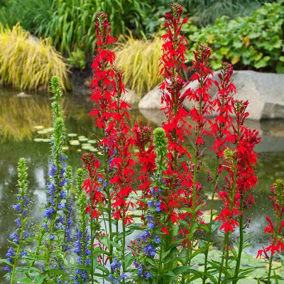 LOBELIA, CARDINAL FLOWER, #1