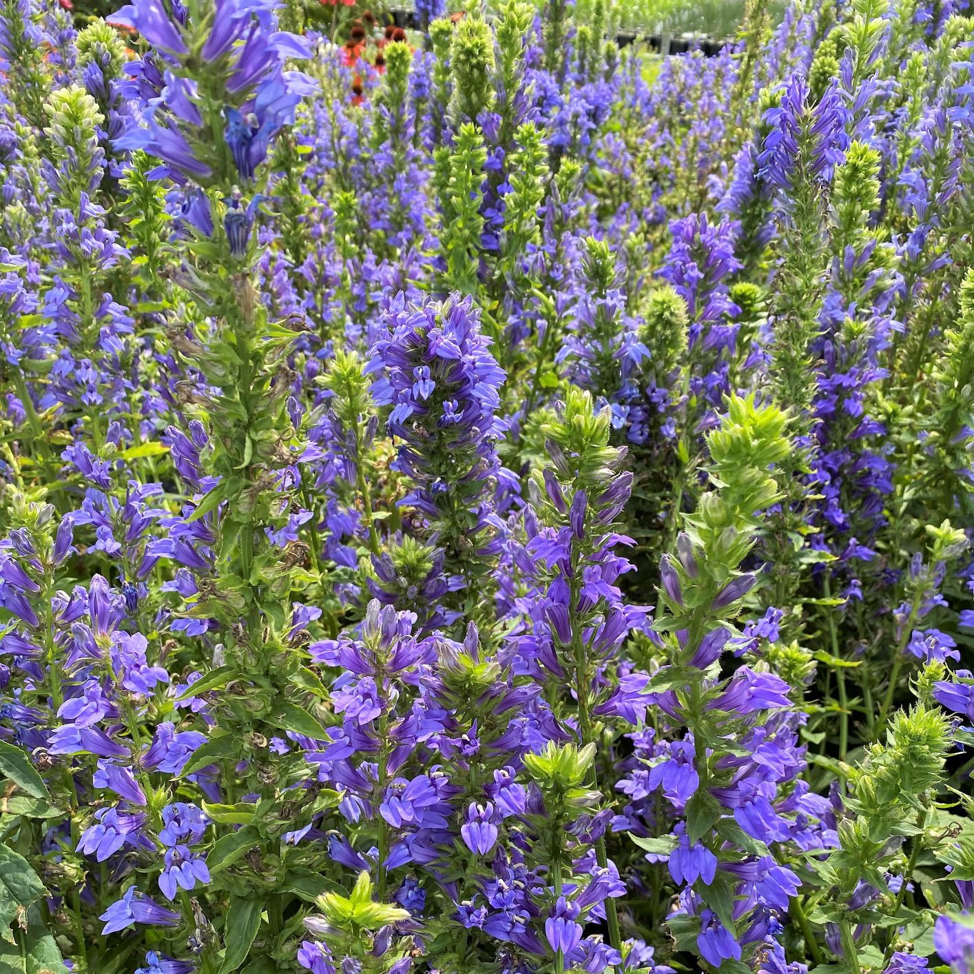 LOBELIA, GREAT BLUE, #1