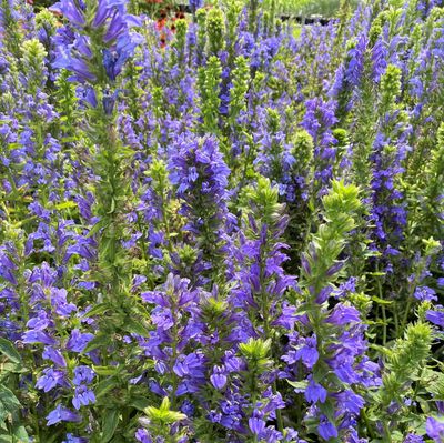 LOBELIA, GREAT BLUE, #1