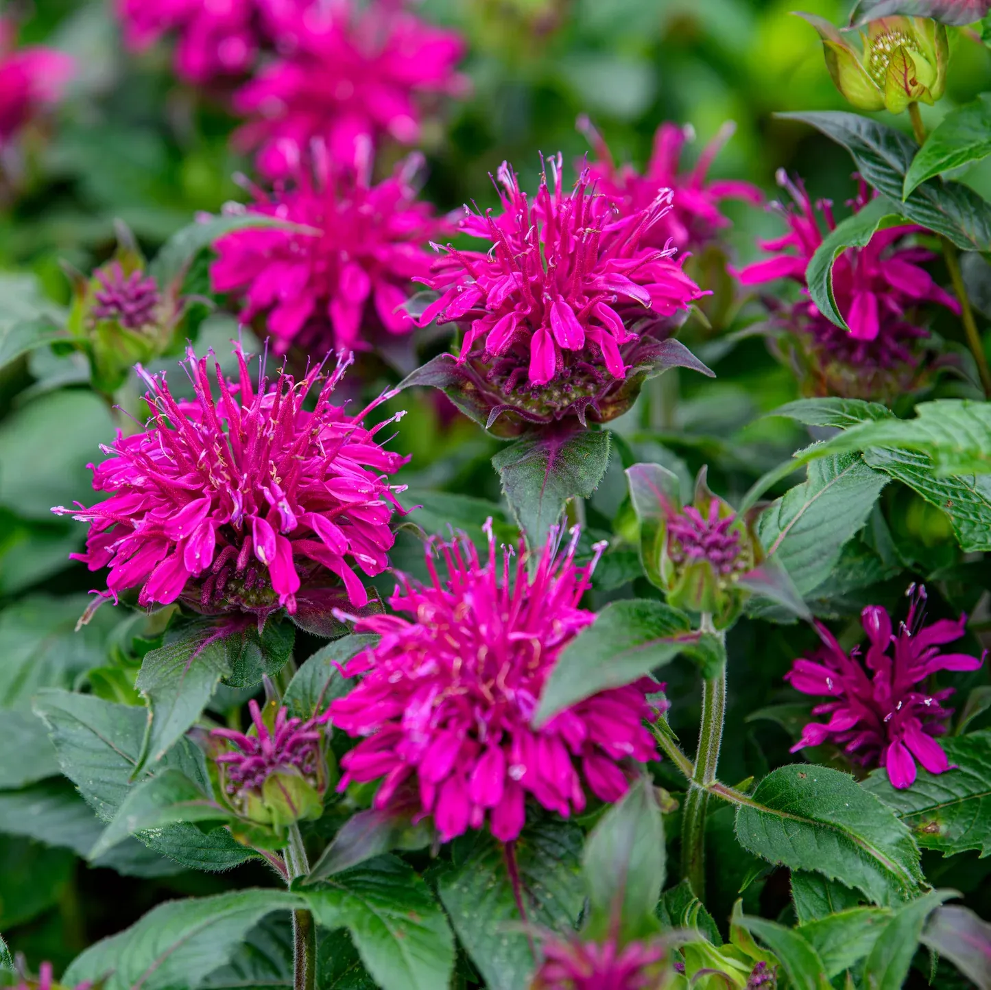 MONARDA (BEE BALM) , BALMY PURPLE, #1