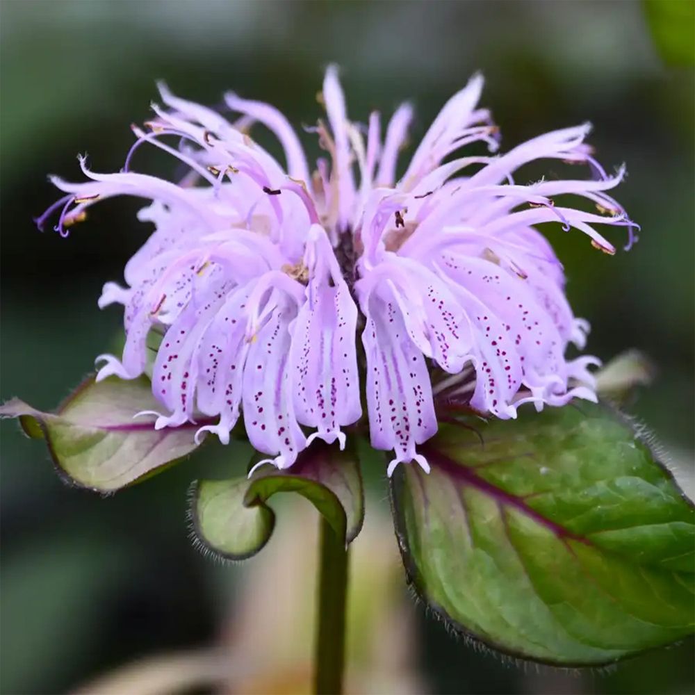MONARDA (BEE BALM), MIDNIGHT OIL, #1