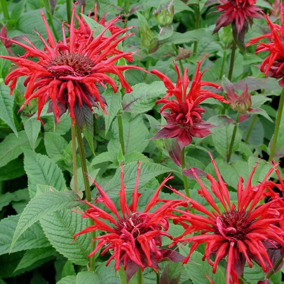 MONARDA (BEE BALM), J. CLINE, #1