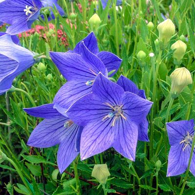 BALLOON FLOWER, POP STAR BLUE,#1