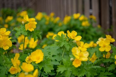 CELANDINE POPPY, #1