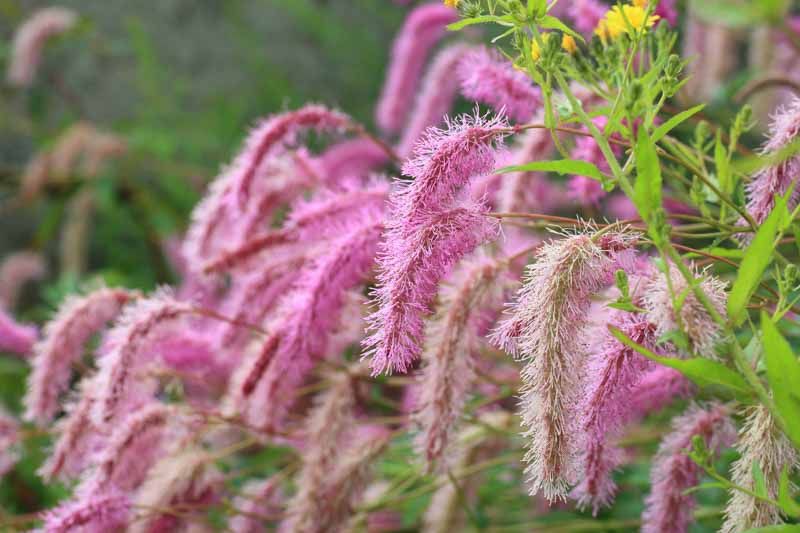 BURNET, LILAC SQUIRREL, #1