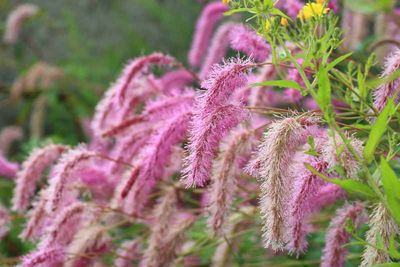 BURNET, LILAC SQUIRREL, #1