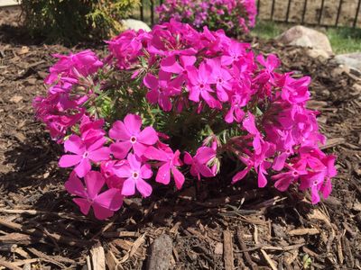 CREEPING PHLOX, DRUM. PINK, 6PK