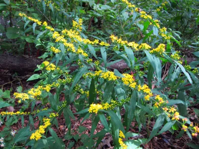 GOLDENROD, BLUE-STEMED, #1