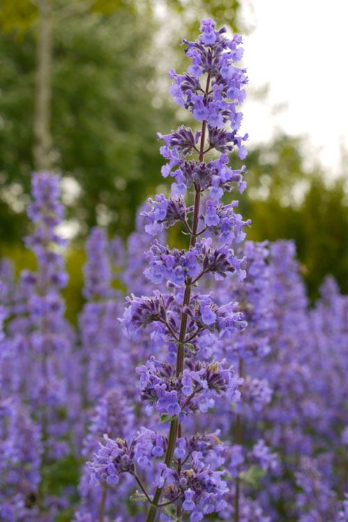 NEPETA (CATMINT), SUMMER MAGIC, #1