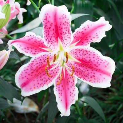 ORIENTAL LILY, STARGAZER, #1
