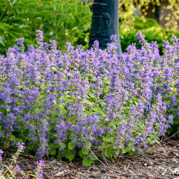 NEPETA (CATMINT), CHARTREUSE, #1