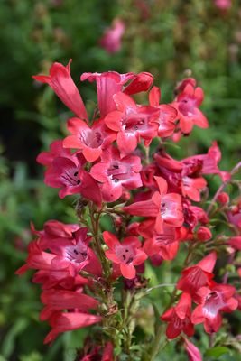 PENSTEMON, QUARTZ RED, #1
