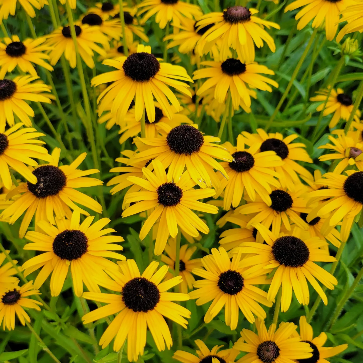 RUDBECKIA, LITTLE SUZY, #1