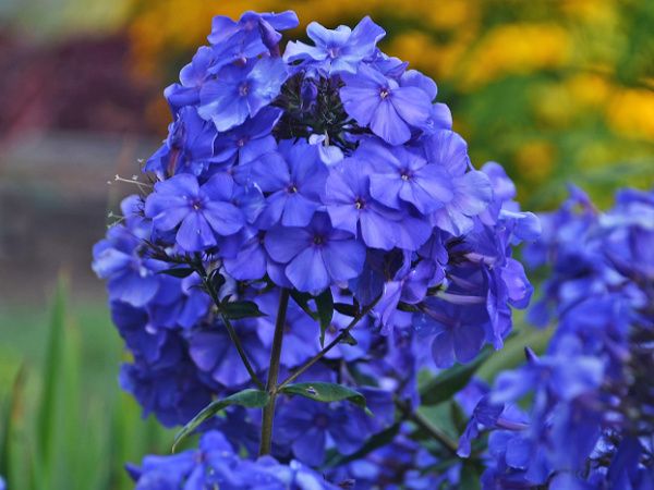 PHLOX, BLUE,#1