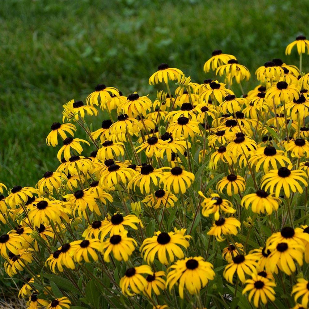 RUDBECKIA, GOLD RUSH. #1