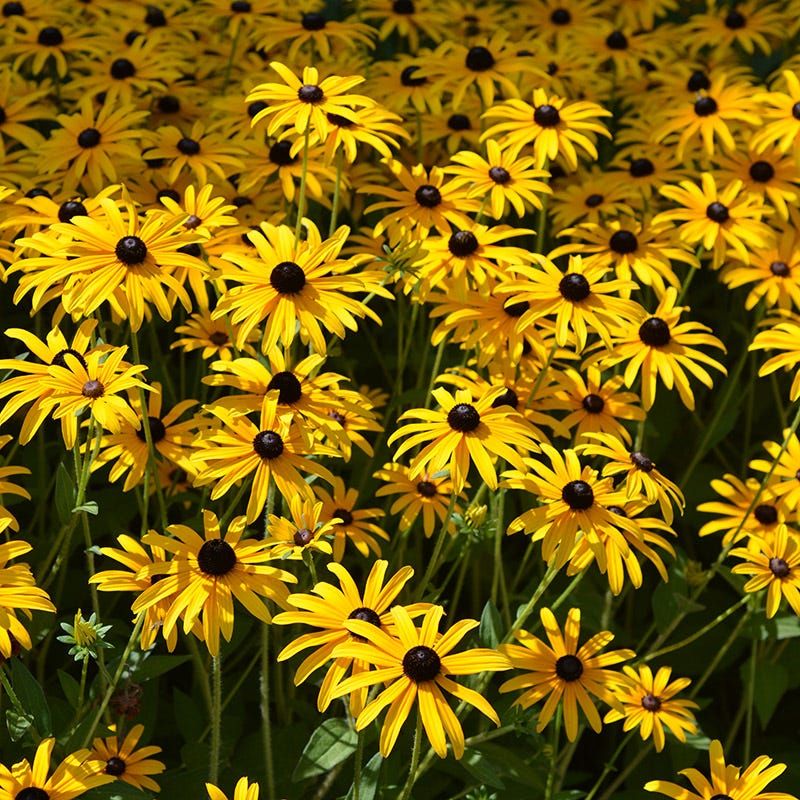 RUDBECKIA, DEAMS, #1
