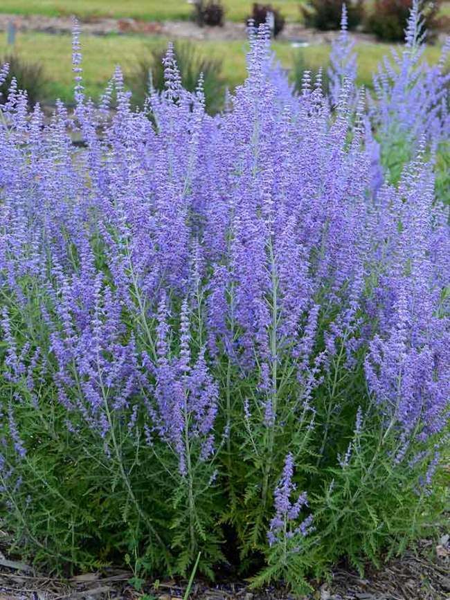 RUSSIAN SAGE, BLUE JEAN BABY, #1