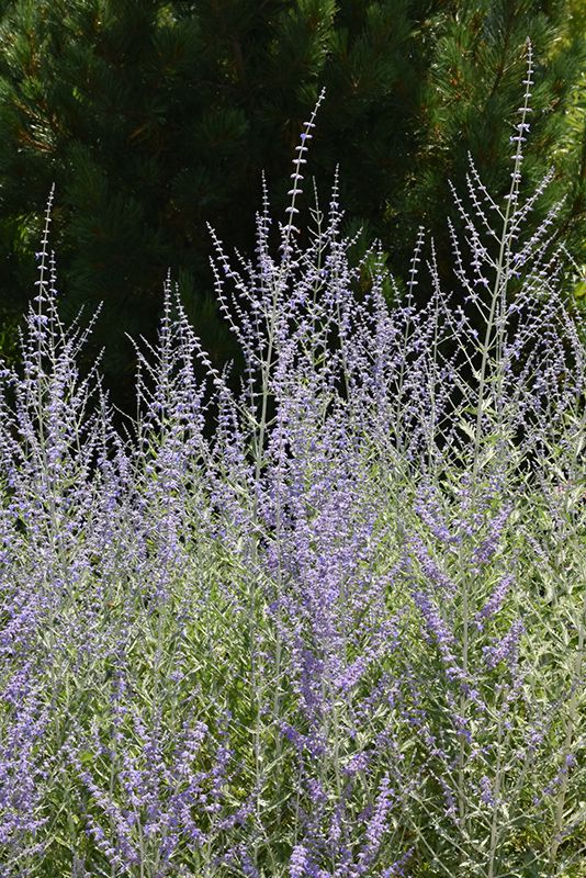 RUSSIAN SAGE, FILIGRAN, #1