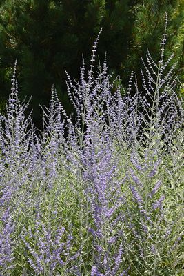 RUSSIAN SAGE, FILIGRAN, #1