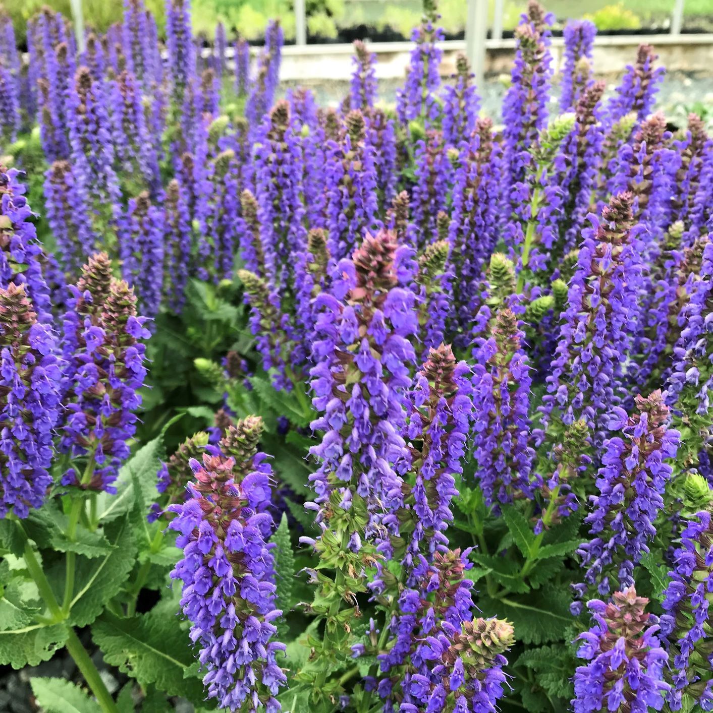 SAGE, APRIL NIGHT, #1