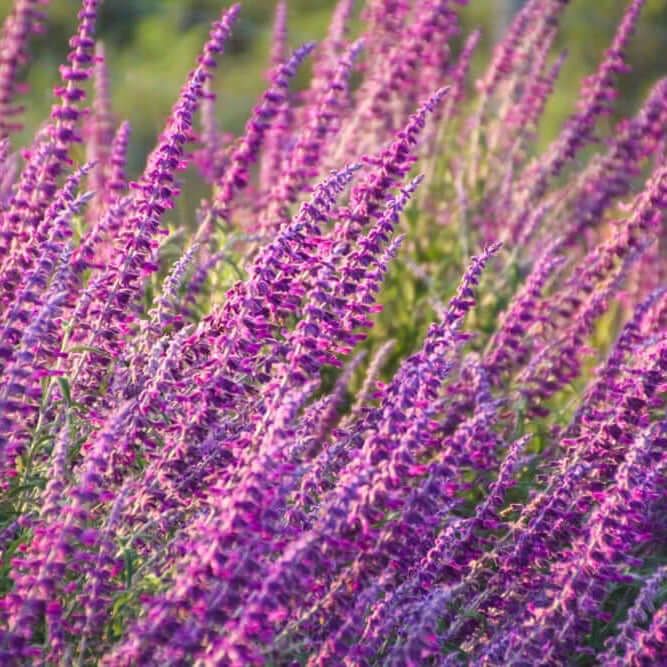 SAGE, MIDNIGHT ROSE, #1