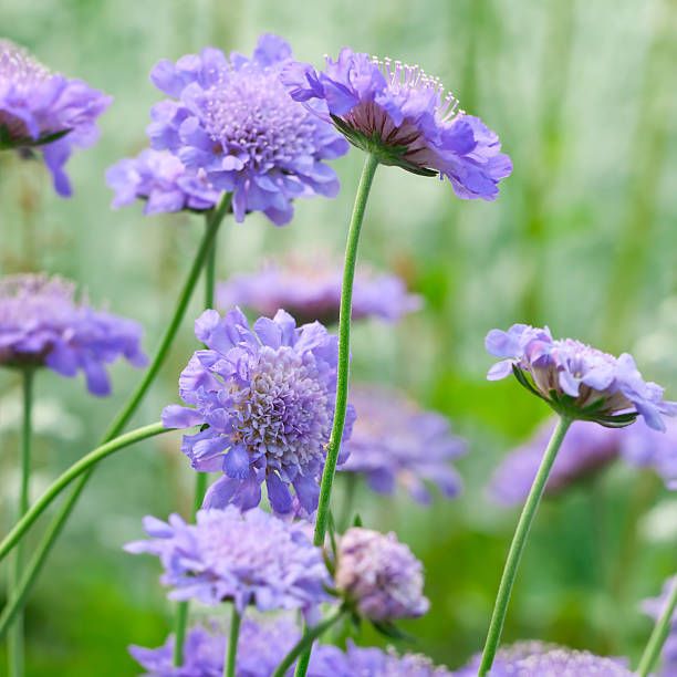 SCABIOSA, BUTTERFLY BLUE, #1