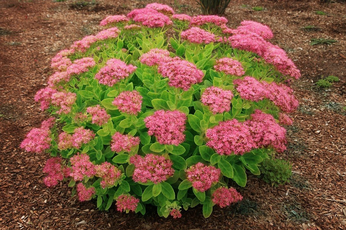 SEDUM, NEON LIGHTS, #1