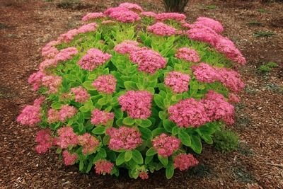 SEDUM, NEON LIGHTS, #1