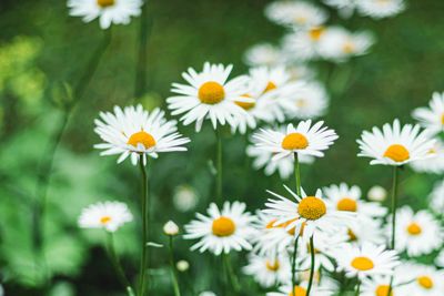 SHASTA DAISY, BECKY, #1