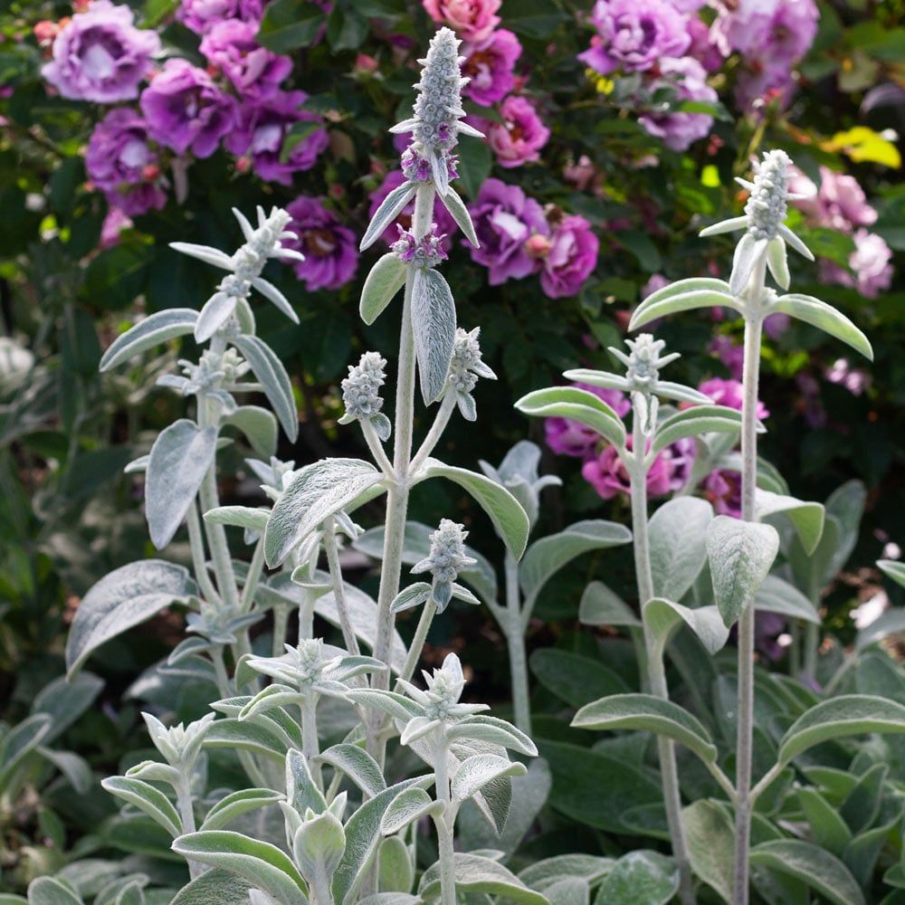 STACHYS, LAMBS EARS, FUZZY WUZZY, #1
