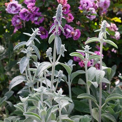 STACHYS, LAMBS EARS, FUZZY WUZZY, #1