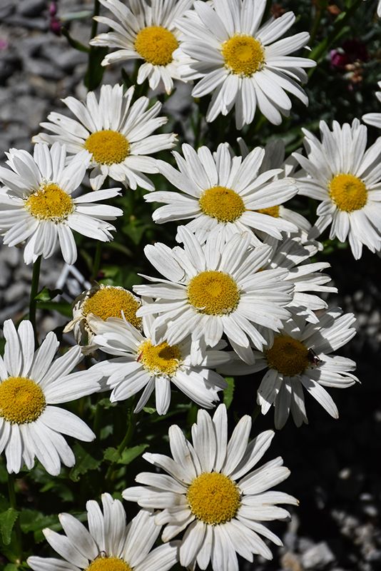 SHASTA DAISY, BIRDY, #1