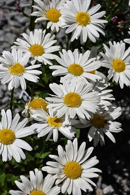 SHASTA DAISY, BIRDY, #1