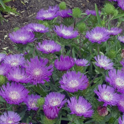 STOKESIA, STOKES ASTER, HONEY. PURP., #1
