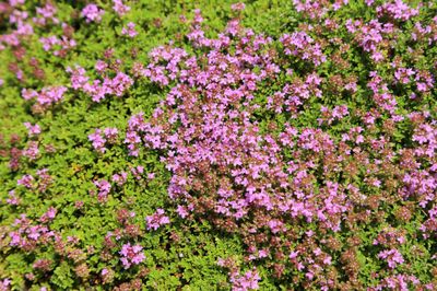 THYME, MINI CREEPING, 3.25"