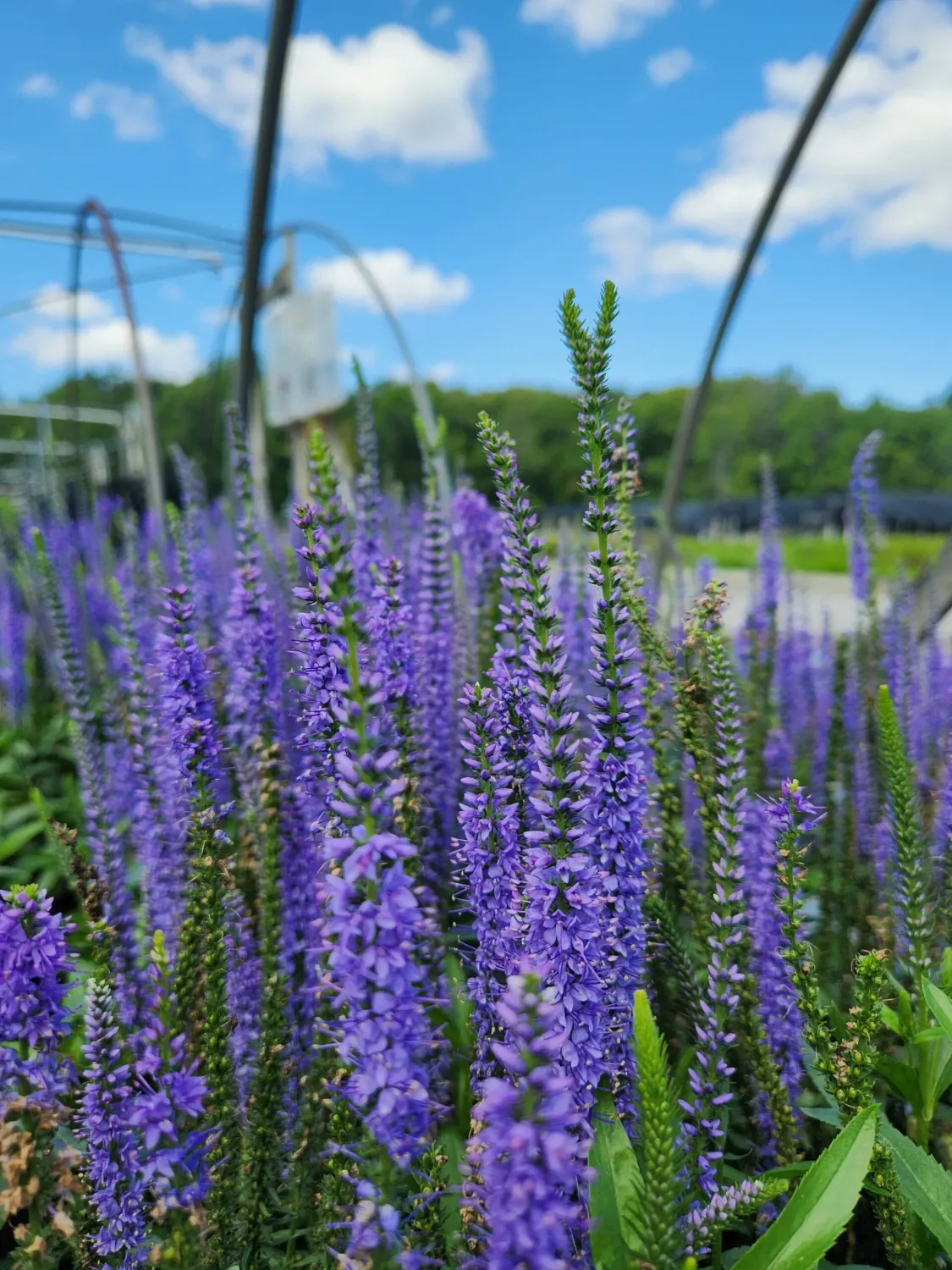 VERONICA, BLUE SKYWLKR., #1