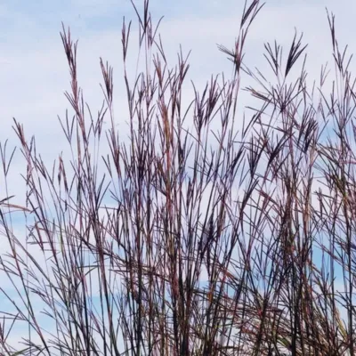 ANDRO., BIG BLUESTEM, HZY BLU, #2