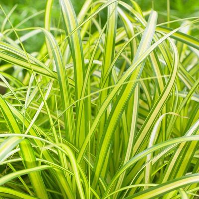 CAREX (SEDGE), EVERSHEEN, #1