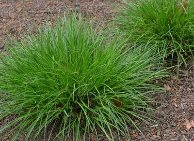 CAREX (SEDGE), WOOD'S SEDGE, #1