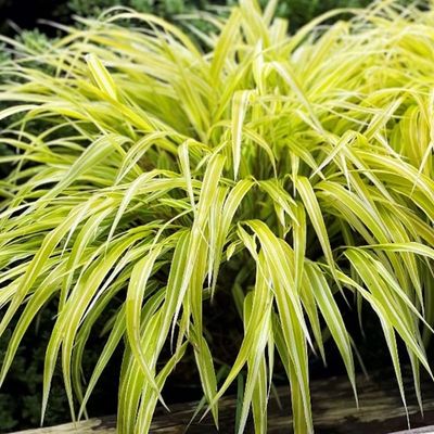 FOREST GRASS, JAPANESE, LEMON ZEST, #1