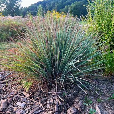 LITTLE BLUESTEM, BLUE FLAME, #1