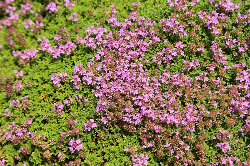GROUNDCOVER